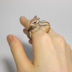 Roztomilé prstene z Tajwanu