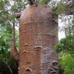 1000 ročný baobab